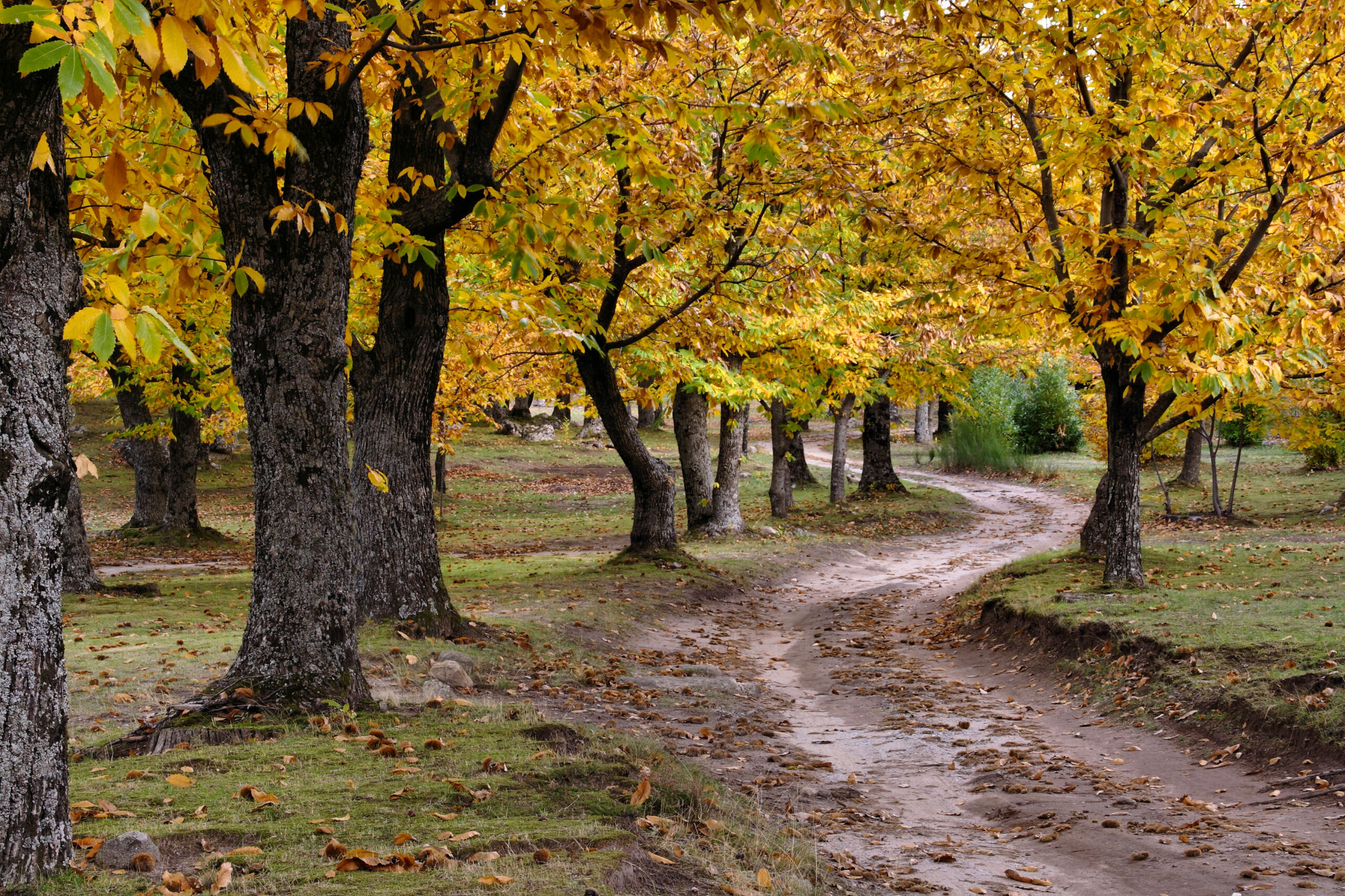 Amiata autunno Amiata autunno