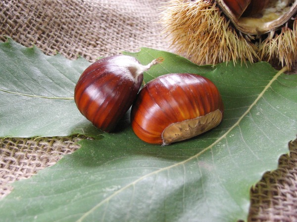 castagna castagna
